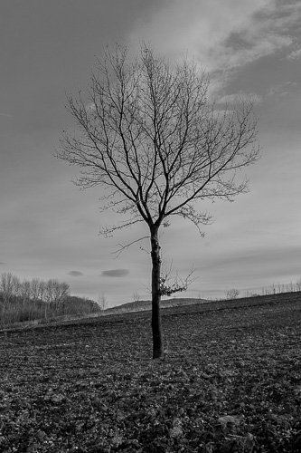 Samotne drzewo, fot. Piotr Kubic