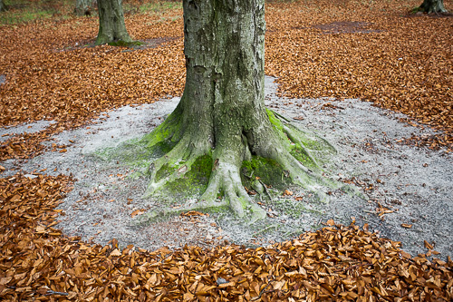 Jesień w pustym lesie fot. Piotr Kubic