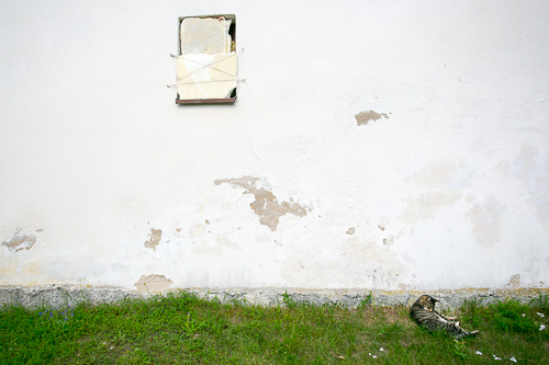 Ślepa ściana i kot, fot. Piotr Kubic
